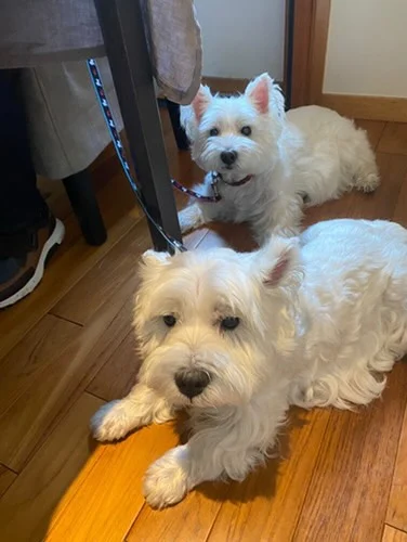 .
【ご宿泊わんちゃんのご紹介】

可愛いお友達のご紹介🐶
ありがとうございました♪
______________________________

📷🐶🐶🐶📷

ご宿泊中に撮影された愛犬のお写真/動画を随時募集！
ご共有をいただいたお写真は当アカウントでご紹介

DMなどでお気軽にご連絡ください✉️

📷🐶🐶🐶📷

アルマガーデンドッグスは八ヶ岳に佇む、
わんちゃんと過ごせるオーベルジュ

-日常を忘れて愛犬との贅沢な時間をお過ごしください-

🐕🍽️🏡 @arumagardendogs

＝＝＝＝＝＝＝＝＝＝＝＝＝＝＝＝

【ご予約はこちらから✍️】

💻▽オフィシャルサイト予約フォーム
プロフィールにリンクしているホームページからどうぞ🏷️

【お問い合わせなどはお気軽に🐕】

📞0551-45-7679

＝＝＝＝＝＝＝＝＝＝＝＝＝＝＝＝

ARUMA GARDEN DOGS
-アルマガーデンドッグス-

【住所】
📍山梨県北杜市大泉町西井出8240-6520

【電話番号】
📞0551-45-7679

______________________________

#アルマガーデンドッグス #ペットと泊まれる宿 #愛犬と泊まれる宿 
#ワンコとお出かけ #わんことお出かけ 
#天然芝 #専用ドッグラン #ドッグラン完備 #プライベートドッグラン
#1日1組 #プライベートコテージ  #ラグジュアリーホテル #ログハウス #コテージ #ホテル 
#アフタヌーンティー #北杜市ランチ #オーベルジュ
#フランス料理 #八ヶ岳フレンチレストラン #オーベルジュ #北杜市フレンチ
#ガーデン #バラ好きな人と繋がりたい
#八ヶ岳 #北杜市 #山梨県