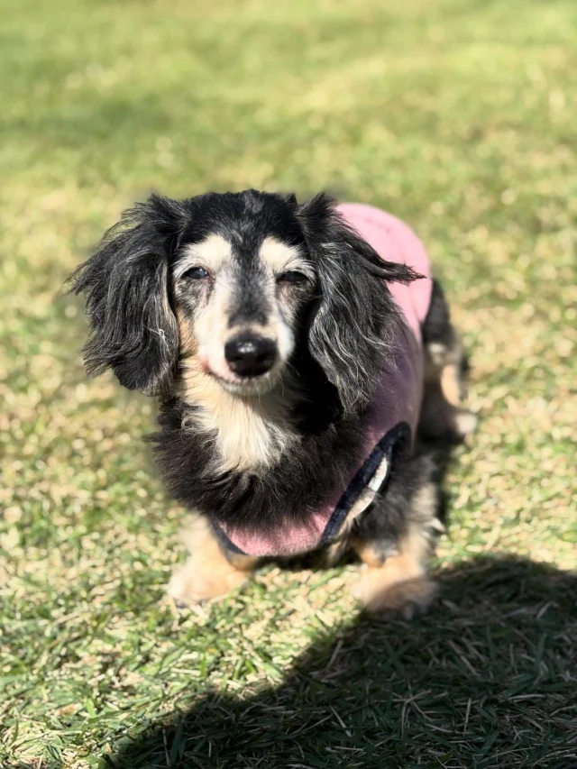 .
【ご宿泊わんちゃんのご紹介】

可愛いお友達のご紹介🐶
ありがとうございました♪
______________________________

📷🐶🐶🐶📷

ご宿泊中に撮影された愛犬のお写真/動画を随時募集！
ご共有をいただいたお写真は当アカウントでご紹介

DMなどでお気軽にご連絡ください✉️

📷🐶🐶🐶📷

アルマガーデンドッグスは八ヶ岳に佇む、
わんちゃんと過ごせるオーベルジュ

-日常を忘れて愛犬との贅沢な時間をお過ごしください-

🐕🍽️🏡 @arumagardendogs

＝＝＝＝＝＝＝＝＝＝＝＝＝＝＝＝

【ご予約はこちらから✍️】

💻▽オフィシャルサイト予約フォーム
プロフィールにリンクしているホームページからどうぞ🏷️

【お問い合わせなどはお気軽に🐕】

📞0551-45-7679

＝＝＝＝＝＝＝＝＝＝＝＝＝＝＝＝

ARUMA GARDEN DOGS
-アルマガーデンドッグス-

【住所】
📍山梨県北杜市大泉町西井出8240-6520

【電話番号】
📞0551-45-7679

______________________________

#アルマガーデンドッグス #ペットと泊まれる宿 #愛犬と泊まれる宿 
#ワンコとお出かけ #わんことお出かけ 
#天然芝 #専用ドッグラン #ドッグラン完備 #プライベートドッグラン
#1日1組 #プライベートコテージ  #ラグジュアリーホテル #ログハウス #コテージ #ホテル 
#アフタヌーンティー #北杜市ランチ #オーベルジュ
#フランス料理 #八ヶ岳フレンチレストラン #オーベルジュ #北杜市フレンチ
#ガーデン #バラ好きな人と繋がりたい
#八ヶ岳 #北杜市 #山梨県