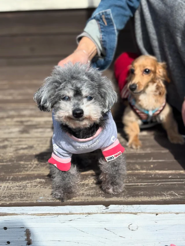 .
【ご宿泊わんちゃんのご紹介】

可愛いお友達のご紹介🐶
ありがとうございました♪
______________________________

📷🐶🐶🐶📷

ご宿泊中に撮影された愛犬のお写真/動画を随時募集！
ご共有をいただいたお写真は当アカウントでご紹介

DMなどでお気軽にご連絡ください✉️

📷🐶🐶🐶📷

アルマガーデンドッグスは八ヶ岳に佇む、
わんちゃんと過ごせるオーベルジュ

-日常を忘れて愛犬との贅沢な時間をお過ごしください-

🐕🍽️🏡 @arumagardendogs

＝＝＝＝＝＝＝＝＝＝＝＝＝＝＝＝

【ご予約はこちらから✍️】

💻▽オフィシャルサイト予約フォーム
プロフィールにリンクしているホームページからどうぞ🏷️

【お問い合わせなどはお気軽に🐕】

📞0551-45-7679

＝＝＝＝＝＝＝＝＝＝＝＝＝＝＝＝

ARUMA GARDEN DOGS
-アルマガーデンドッグス-

【住所】
📍山梨県北杜市大泉町西井出8240-6520

【電話番号】
📞0551-45-7679

______________________________

#アルマガーデンドッグス #ペットと泊まれる宿 #愛犬と泊まれる宿 
#ワンコとお出かけ #わんことお出かけ 
#天然芝 #専用ドッグラン #ドッグラン完備 #プライベートドッグラン
#1日1組 #プライベートコテージ  #ラグジュアリーホテル #ログハウス #コテージ #ホテル 
#アフタヌーンティー #北杜市ランチ #オーベルジュ
#フランス料理 #八ヶ岳フレンチレストラン #オーベルジュ #北杜市フレンチ
#ガーデン #バラ好きな人と繋がりたい
#八ヶ岳 #北杜市 #山梨県
