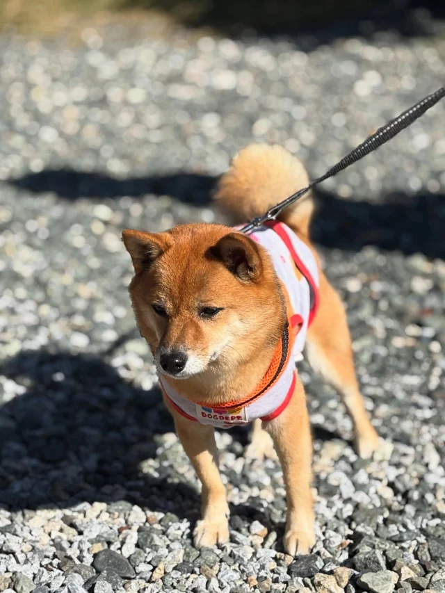 .
【ご宿泊わんちゃんのご紹介】

可愛いお友達のご紹介🐶
ありがとうございました♪
______________________________

📷🐶🐶🐶📷

ご宿泊中に撮影された愛犬のお写真/動画を随時募集！
ご共有をいただいたお写真は当アカウントでご紹介

DMなどでお気軽にご連絡ください✉️

📷🐶🐶🐶📷

アルマガーデンドッグスは八ヶ岳に佇む、
わんちゃんと過ごせるオーベルジュ

-日常を忘れて愛犬との贅沢な時間をお過ごしください-

🐕🍽️🏡 @arumagardendogs

＝＝＝＝＝＝＝＝＝＝＝＝＝＝＝＝

【ご予約はこちらから✍️】

💻▽オフィシャルサイト予約フォーム
プロフィールにリンクしているホームページからどうぞ🏷️

【お問い合わせなどはお気軽に🐕】

📞0551-45-7679

＝＝＝＝＝＝＝＝＝＝＝＝＝＝＝＝

ARUMA GARDEN DOGS
-アルマガーデンドッグス-

【住所】
📍山梨県北杜市大泉町西井出8240-6520

【電話番号】
📞0551-45-7679

______________________________

#アルマガーデンドッグス #ペットと泊まれる宿 #愛犬と泊まれる宿 
#ワンコとお出かけ #わんことお出かけ 
天然芝 専用ドッグラン ドッグラン完備 プライベートドッグラン
1日1組 プライベートコテージ  ラグジュアリーホテル ログハウス コテージ ホテル 
アフタヌーンティー 北杜市ランチ オーベルジュ
フランス料理 八ヶ岳フレンチレストラン オーベルジュ 北杜市フレンチ
ガーデン バラ好きな人と繋がりたい
八ヶ岳 北杜市 山梨県