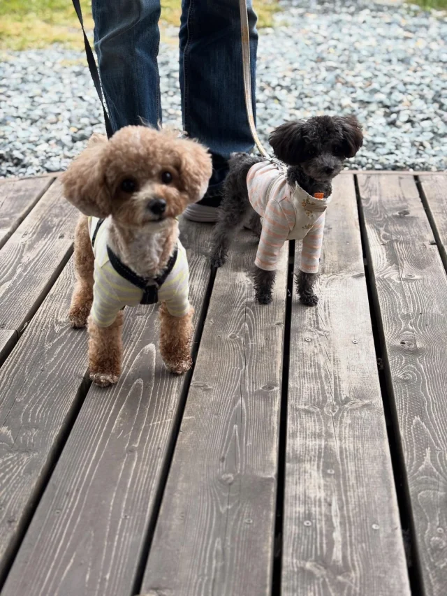 .
【ご宿泊わんちゃんのご紹介】

可愛いお友達のご紹介🐶
ありがとうございました♪
______________________________

📷🐶🐶🐶📷

ご宿泊中に撮影された愛犬のお写真/動画を随時募集！
ご共有をいただいたお写真は当アカウントでご紹介

DMなどでお気軽にご連絡ください✉️

📷🐶🐶🐶📷

アルマガーデンドッグスは八ヶ岳に佇む、
わんちゃんと過ごせるオーベルジュ

-日常を忘れて愛犬との贅沢な時間をお過ごしください-

🐕🍽️🏡 @arumagardendogs

＝＝＝＝＝＝＝＝＝＝＝＝＝＝＝＝

【ご予約はこちらから✍️】

💻▽オフィシャルサイト予約フォーム
プロフィールにリンクしているホームページからどうぞ🏷️

【お問い合わせなどはお気軽に🐕】

📞0551-45-7679

＝＝＝＝＝＝＝＝＝＝＝＝＝＝＝＝

ARUMA GARDEN DOGS
-アルマガーデンドッグス-

【住所】
📍山梨県北杜市大泉町西井出8240-6520

【電話番号】
📞0551-45-7679

______________________________

#アルマガーデンドッグス #ペットと泊まれる宿 #愛犬と泊まれる宿 
#ワンコとお出かけ #わんことお出かけ 
天然芝 専用ドッグラン ドッグラン完備 プライベートドッグラン
1日1組 プライベートコテージ  ラグジュアリーホテル ログハウス コテージ ホテル 
アフタヌーンティー 北杜市ランチ オーベルジュ
フランス料理 八ヶ岳フレンチレストラン オーベルジュ 北杜市フレンチ
ガーデン バラ好きな人と繋がりたい
八ヶ岳 北杜市 山梨県
______________________________

📷🐶🐶🐶📷

ご宿泊中に撮影された愛犬のお写真/動画を随時募集！
ご共有をいただいたお写真は当アカウントでご紹介

DMなどでお気軽にご連絡ください✉️

📷🐶🐶🐶📷

アルマガーデンドッグスは八ヶ岳に佇む、
わんちゃんと過ごせるオーベルジュ

-日常を忘れて愛犬との贅沢な時間をお過ごしください-

🐕🍽️🏡 @arumagardendogs

＝＝＝＝＝＝＝＝＝＝＝＝＝＝＝＝

【ご予約はこちらから✍️】

💻▽オフィシャルサイト予約フォーム
プロフィールにリンクしているホームページからどうぞ🏷️

【お問い合わせなどはお気軽に🐕】

📞0551-45-7679

＝＝＝＝＝＝＝＝＝＝＝＝＝＝＝＝

ARUMA GARDEN DOGS
-アルマガーデンドッグス-

【住所】
📍山梨県北杜市大泉町西井出8240-6520

【電話番号】
📞0551-45-7679

______________________________

アルマガーデンドッグス ペットと泊まれる宿 愛犬と泊まれる宿 
ワンコとお出かけ わんことお出かけ 
天然芝 専用ドッグラン ドッグラン完備 プライベートドッグラン
1日1組 プライベートコテージ  ラグジュアリーホテル ログハウス コテージ ホテル 
アフタヌーンティー 北杜市ランチ オーベルジュ
フランス料理 八ヶ岳フレンチレストラン オーベルジュ 北杜市フレンチ
ガーデン バラ好きな人と繋がりたい
八ヶ岳 北杜市 山梨県