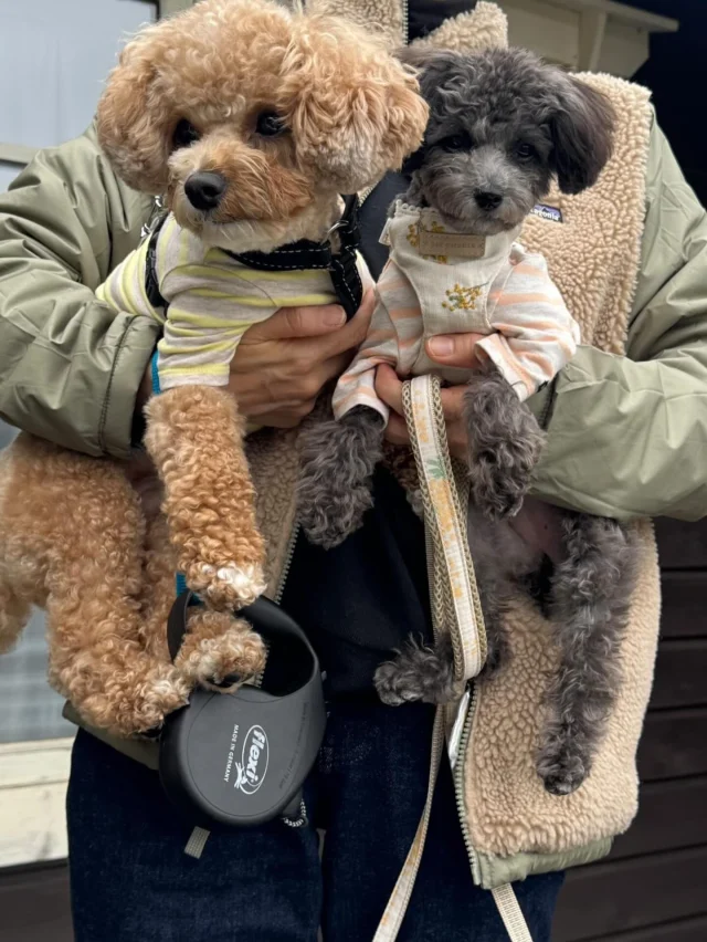 .
【ご宿泊わんちゃんのご紹介】

可愛いお友達のご紹介🐶
ありがとうございました♪
______________________________

📷🐶🐶🐶📷

ご宿泊中に撮影された愛犬のお写真/動画を随時募集！
ご共有をいただいたお写真は当アカウントでご紹介

DMなどでお気軽にご連絡ください✉️

📷🐶🐶🐶📷

アルマガーデンドッグスは八ヶ岳に佇む、
わんちゃんと過ごせるオーベルジュ

-日常を忘れて愛犬との贅沢な時間をお過ごしください-

🐕🍽️🏡 @arumagardendogs

＝＝＝＝＝＝＝＝＝＝＝＝＝＝＝＝

【ご予約はこちらから✍️】

💻▽オフィシャルサイト予約フォーム
プロフィールにリンクしているホームページからどうぞ🏷️

【お問い合わせなどはお気軽に🐕】

📞0551-45-7679

＝＝＝＝＝＝＝＝＝＝＝＝＝＝＝＝

ARUMA GARDEN DOGS
-アルマガーデンドッグス-

【住所】
📍山梨県北杜市大泉町西井出8240-6520

【電話番号】
📞0551-45-7679

______________________________

#アルマガーデンドッグス #ペットと泊まれる宿 #愛犬と泊まれる宿 
#ワンコとお出かけ #わんことお出かけ 
天然芝 専用ドッグラン ドッグラン完備 プライベートドッグラン
1日1組 プライベートコテージ  ラグジュアリーホテル ログハウス コテージ ホテル 
アフタヌーンティー 北杜市ランチ オーベルジュ
フランス料理 八ヶ岳フレンチレストラン オーベルジュ 北杜市フレンチ
ガーデン バラ好きな人と繋がりたい
八ヶ岳 北杜市 山梨県

______________________________

📷🐶🐶🐶📷

ご宿泊中に撮影された愛犬のお写真/動画を随時募集！
ご共有をいただいたお写真は当アカウントでご紹介

DMなどでお気軽にご連絡ください✉️

📷🐶🐶🐶📷

アルマガーデンドッグスは八ヶ岳に佇む、
わんちゃんと過ごせるオーベルジュ

-日常を忘れて愛犬との贅沢な時間をお過ごしください-

🐕🍽️🏡 @arumagardendogs

＝＝＝＝＝＝＝＝＝＝＝＝＝＝＝＝

【ご予約はこちらから✍️】

💻▽オフィシャルサイト予約フォーム
プロフィールにリンクしているホームページからどうぞ🏷️

【お問い合わせなどはお気軽に🐕】

📞0551-45-7679

＝＝＝＝＝＝＝＝＝＝＝＝＝＝＝＝

ARUMA GARDEN DOGS
-アルマガーデンドッグス-

【住所】
📍山梨県北杜市大泉町西井出8240-6520

【電話番号】
📞0551-45-7679

______________________________

アルマガーデンドッグス ペットと泊まれる宿 愛犬と泊まれる宿 
ワンコとお出かけ わんことお出かけ 
天然芝 専用ドッグラン ドッグラン完備 プライベートドッグラン
1日1組 プライベートコテージ  ラグジュアリーホテル ログハウス コテージ ホテル 
アフタヌーンティー 北杜市ランチ オーベルジュ
フランス料理 八ヶ岳フレンチレストラン オーベルジュ 北杜市フレンチ
ガーデン バラ好きな人と繋がりたい
八ヶ岳 北杜市 山梨県