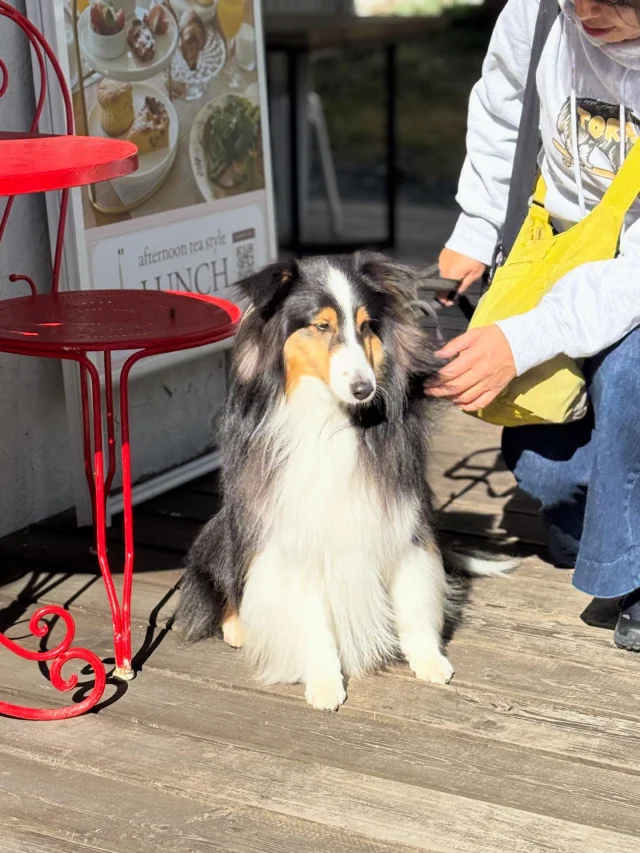 .
【ご宿泊わんちゃんのご紹介】

可愛いお友達のご紹介🐶
ありがとうございました♪
______________________________

📷🐶🐶🐶📷

ご宿泊中に撮影された愛犬のお写真/動画を随時募集！
ご共有をいただいたお写真は当アカウントでご紹介

DMなどでお気軽にご連絡ください✉️

📷🐶🐶🐶📷

アルマガーデンドッグスは八ヶ岳に佇む、
わんちゃんと過ごせるオーベルジュ

-日常を忘れて愛犬との贅沢な時間をお過ごしください-

🐕🍽️🏡 @arumagardendogs

＝＝＝＝＝＝＝＝＝＝＝＝＝＝＝＝

【ご予約はこちらから✍️】

💻▽オフィシャルサイト予約フォーム
プロフィールにリンクしているホームページからどうぞ🏷️

【お問い合わせなどはお気軽に🐕】

📞0551-45-7679

＝＝＝＝＝＝＝＝＝＝＝＝＝＝＝＝

ARUMA GARDEN DOGS
-アルマガーデンドッグス-

【住所】
📍山梨県北杜市大泉町西井出8240-6520

【電話番号】
📞0551-45-7679

______________________________

#アルマガーデンドッグス #ペットと泊まれる宿 #愛犬と泊まれる宿 
#ワンコとお出かけ #わんことお出かけ 
天然芝 専用ドッグラン ドッグラン完備 プライベートドッグラン
1日1組 プライベートコテージ  ラグジュアリーホテル ログハウス コテージ ホテル 
アフタヌーンティー 北杜市ランチ オーベルジュ
フランス料理 八ヶ岳フレンチレストラン オーベルジュ 北杜市フレンチ
ガーデン バラ好きな人と繋がりたい
八ヶ岳 北杜市 山梨県