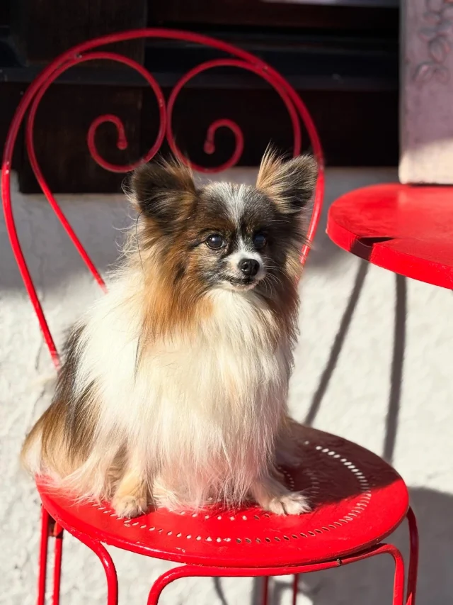 .
【ご宿泊わんちゃんのご紹介】

可愛いお友達のご紹介🐶
ありがとうございました♪
______________________________

📷🐶🐶🐶📷

ご宿泊中に撮影された愛犬のお写真/動画を随時募集！
ご共有をいただいたお写真は当アカウントでご紹介

DMなどでお気軽にご連絡ください✉️

📷🐶🐶🐶📷

アルマガーデンドッグスは八ヶ岳に佇む、
わんちゃんと過ごせるオーベルジュ

-日常を忘れて愛犬との贅沢な時間をお過ごしください-

🐕🍽️🏡 @arumagardendogs

＝＝＝＝＝＝＝＝＝＝＝＝＝＝＝＝

【ご予約はこちらから✍️】

💻▽オフィシャルサイト予約フォーム
プロフィールにリンクしているホームページからどうぞ🏷️

【お問い合わせなどはお気軽に🐕】

📞0551-45-7679

＝＝＝＝＝＝＝＝＝＝＝＝＝＝＝＝

ARUMA GARDEN DOGS
-アルマガーデンドッグス-

【住所】
📍山梨県北杜市大泉町西井出8240-6520

【電話番号】
📞0551-45-7679

______________________________

#アルマガーデンドッグス #ペットと泊まれる宿 #愛犬と泊まれる宿 
#ワンコとお出かけ #わんことお出かけ 
天然芝 専用ドッグラン ドッグラン完備 プライベートドッグラン
1日1組 プライベートコテージ  ラグジュアリーホテル ログハウス コテージ ホテル 
アフタヌーンティー 北杜市ランチ オーベルジュ
フランス料理 八ヶ岳フレンチレストラン オーベルジュ 北杜市フレンチ
ガーデン バラ好きな人と繋がりたい
八ヶ岳 北杜市 山梨県