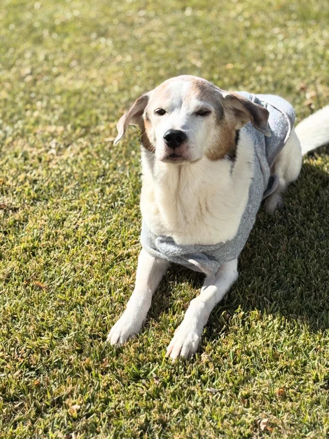 .
【ご宿泊わんちゃんのご紹介】

可愛いお友達のご紹介🐶
ありがとうございました♪
______________________________

📷🐶🐶🐶📷

ご宿泊中に撮影された愛犬のお写真/動画を随時募集！
ご共有をいただいたお写真は当アカウントでご紹介

DMなどでお気軽にご連絡ください✉️

📷🐶🐶🐶📷

アルマガーデンドッグスは八ヶ岳に佇む、
わんちゃんと過ごせるオーベルジュ

-日常を忘れて愛犬との贅沢な時間をお過ごしください-

🐕🍽️🏡 @arumagardendogs

＝＝＝＝＝＝＝＝＝＝＝＝＝＝＝＝

【ご予約はこちらから✍️】

💻▽オフィシャルサイト予約フォーム
プロフィールにリンクしているホームページからどうぞ🏷️

【お問い合わせなどはお気軽に🐕】

📞0551-45-7679

＝＝＝＝＝＝＝＝＝＝＝＝＝＝＝＝

ARUMA GARDEN DOGS
-アルマガーデンドッグス-

【住所】
📍山梨県北杜市大泉町西井出8240-6520

【電話番号】
📞0551-45-7679

______________________________

#アルマガーデンドッグス #ペットと泊まれる宿 #愛犬と泊まれる宿 
#ワンコとお出かけ #わんことお出かけ 
天然芝 専用ドッグラン ドッグラン完備 プライベートドッグラン
1日1組 プライベートコテージ  ラグジュアリーホテル ログハウス コテージ ホテル 
アフタヌーンティー 北杜市ランチ オーベルジュ
フランス料理 八ヶ岳フレンチレストラン オーベルジュ 北杜市フレンチ
ガーデン バラ好きな人と繋がりたい
八ヶ岳 北杜市 山梨県