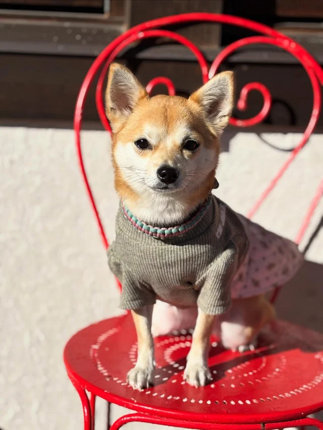 .
【ご宿泊わんちゃんのご紹介】

可愛いお友達のご紹介🐶
ありがとうございました♪
______________________________

📷🐶🐶🐶📷

ご宿泊中に撮影された愛犬のお写真/動画を随時募集！
ご共有をいただいたお写真は当アカウントでご紹介

DMなどでお気軽にご連絡ください✉️

📷🐶🐶🐶📷

アルマガーデンドッグスは八ヶ岳に佇む、
わんちゃんと過ごせるオーベルジュ

-日常を忘れて愛犬との贅沢な時間をお過ごしください-

🐕🍽️🏡 @arumagardendogs

＝＝＝＝＝＝＝＝＝＝＝＝＝＝＝＝

【ご予約はこちらから✍️】

💻▽オフィシャルサイト予約フォーム
プロフィールにリンクしているホームページからどうぞ🏷️

【お問い合わせなどはお気軽に🐕】

📞0551-45-7679

＝＝＝＝＝＝＝＝＝＝＝＝＝＝＝＝

ARUMA GARDEN DOGS
-アルマガーデンドッグス-

【住所】
📍山梨県北杜市大泉町西井出8240-6520

【電話番号】
📞0551-45-7679

______________________________

#アルマガーデンドッグス #ペットと泊まれる宿 #愛犬と泊まれる宿 
#ワンコとお出かけ #わんことお出かけ 
天然芝 専用ドッグラン ドッグラン完備 プライベートドッグラン
1日1組 プライベートコテージ  ラグジュアリーホテル ログハウス コテージ ホテル 
アフタヌーンティー 北杜市ランチ オーベルジュ
フランス料理 八ヶ岳フレンチレストラン オーベルジュ 北杜市フレンチ
ガーデン バラ好きな人と繋がりたい
八ヶ岳 北杜市 山梨県