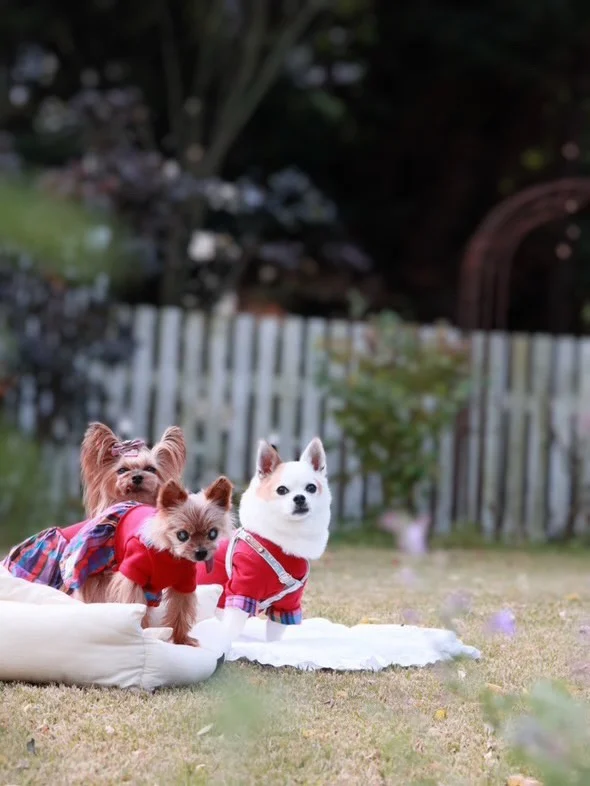 .
【ご宿泊わんちゃんのご紹介】

可愛いお友達のご紹介🐶
ありがとうございました♪
______________________________

📷🐶🐶🐶📷

ご宿泊中に撮影された愛犬のお写真/動画を随時募集！
ご共有をいただいたお写真は当アカウントでご紹介

DMなどでお気軽にご連絡ください✉️

📷🐶🐶🐶📷

アルマガーデンドッグスは八ヶ岳に佇む、
わんちゃんと過ごせるオーベルジュ

-日常を忘れて愛犬との贅沢な時間をお過ごしください-

🐕🍽️🏡 @arumagardendogs

＝＝＝＝＝＝＝＝＝＝＝＝＝＝＝＝

【ご予約はこちらから✍️】

💻▽オフィシャルサイト予約フォーム
プロフィールにリンクしているホームページからどうぞ🏷️

【お問い合わせなどはお気軽に🐕】

📞0551-45-7679

＝＝＝＝＝＝＝＝＝＝＝＝＝＝＝＝

ARUMA GARDEN DOGS
-アルマガーデンドッグス-

【住所】
📍山梨県北杜市大泉町西井出8240-6520

【電話番号】
📞0551-45-7679

______________________________

#アルマガーデンドッグス #ペットと泊まれる宿 #愛犬と泊まれる宿 
#ワンコとお出かけ #わんことお出かけ 
天然芝 専用ドッグラン ドッグラン完備 プライベートドッグラン
1日1組 プライベートコテージ  ラグジュアリーホテル ログハウス コテージ ホテル 
アフタヌーンティー 北杜市ランチ オーベルジュ
フランス料理 八ヶ岳フレンチレストラン オーベルジュ 北杜市フレンチ
ガーデン バラ好きな人と繋がりたい
八ヶ岳 北杜市 山梨県