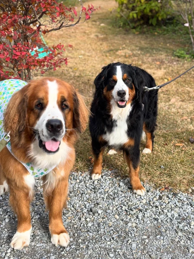 .
【ご宿泊わんちゃんのご紹介】

可愛いお友達のご紹介🐶
ありがとうございました♪
______________________________

📷🐶🐶🐶📷

ご宿泊中に撮影された愛犬のお写真/動画を随時募集！
ご共有をいただいたお写真は当アカウントでご紹介

DMなどでお気軽にご連絡ください✉️

📷🐶🐶🐶📷

アルマガーデンドッグスは八ヶ岳に佇む、
わんちゃんと過ごせるオーベルジュ

-日常を忘れて愛犬との贅沢な時間をお過ごしください-

🐕🍽️🏡 @arumagardendogs

＝＝＝＝＝＝＝＝＝＝＝＝＝＝＝＝

【ご予約はこちらから✍️】

💻▽オフィシャルサイト予約フォーム
プロフィールにリンクしているホームページからどうぞ🏷️

【お問い合わせなどはお気軽に🐕】

📞0551-45-7679

＝＝＝＝＝＝＝＝＝＝＝＝＝＝＝＝

ARUMA GARDEN DOGS
-アルマガーデンドッグス-

【住所】
📍山梨県北杜市大泉町西井出8240-6520

【電話番号】
📞0551-45-7679

______________________________

#アルマガーデンドッグス #ペットと泊まれる宿 #愛犬と泊まれる宿 
#ワンコとお出かけ #わんことお出かけ 
天然芝 専用ドッグラン ドッグラン完備 プライベートドッグラン
1日1組 プライベートコテージ  ラグジュアリーホテル ログハウス コテージ ホテル 
アフタヌーンティー 北杜市ランチ オーベルジュ
フランス料理 八ヶ岳フレンチレストラン オーベルジュ 北杜市フレンチ
ガーデン バラ好きな人と繋がりたい
八ヶ岳 北杜市 山梨県