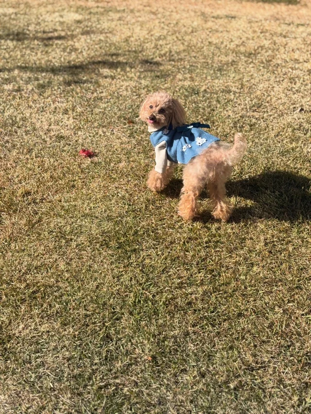 .
【ご宿泊わんちゃんのご紹介】

可愛いお友達のご紹介🐶
ありがとうございました♪
______________________________

📷🐶🐶🐶📷

ご宿泊中に撮影された愛犬のお写真/動画を随時募集！
ご共有をいただいたお写真は当アカウントでご紹介

DMなどでお気軽にご連絡ください✉️

📷🐶🐶🐶📷

アルマガーデンドッグスは八ヶ岳に佇む、
わんちゃんと過ごせるオーベルジュ

-日常を忘れて愛犬との贅沢な時間をお過ごしください-

🐕🍽️🏡 @arumagardendogs

＝＝＝＝＝＝＝＝＝＝＝＝＝＝＝＝

【ご予約はこちらから✍️】

💻▽オフィシャルサイト予約フォーム
プロフィールにリンクしているホームページからどうぞ🏷️

【お問い合わせなどはお気軽に🐕】

📞0551-45-7679

＝＝＝＝＝＝＝＝＝＝＝＝＝＝＝＝

ARUMA GARDEN DOGS
-アルマガーデンドッグス-

【住所】
📍山梨県北杜市大泉町西井出8240-6520

【電話番号】
📞0551-45-7679

______________________________

#アルマガーデンドッグス #ペットと泊まれる宿 #愛犬と泊まれる宿 
#ワンコとお出かけ #わんことお出かけ 
天然芝 専用ドッグラン ドッグラン完備 プライベートドッグラン
1日1組 プライベートコテージ  ラグジュアリーホテル ログハウス コテージ ホテル 
アフタヌーンティー 北杜市ランチ オーベルジュ
フランス料理 八ヶ岳フレンチレストラン オーベルジュ 北杜市フレンチ
ガーデン バラ好きな人と繋がりたい
八ヶ岳 北杜市 山梨県