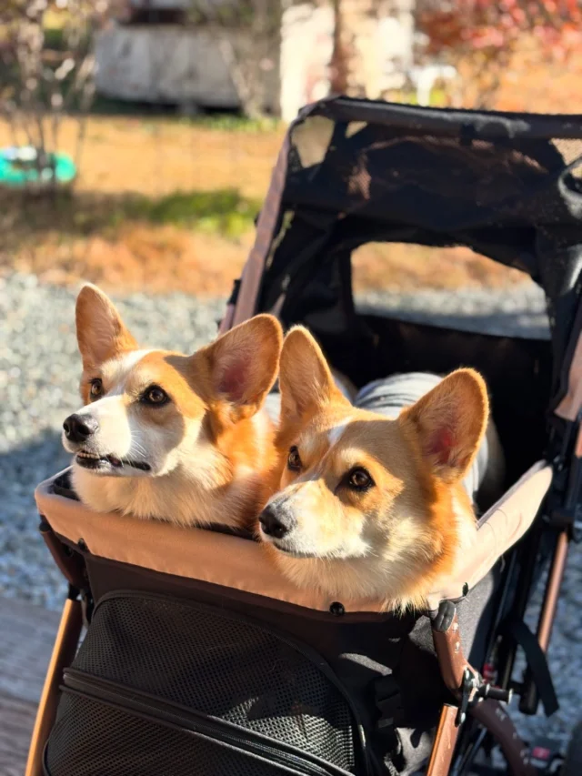 .
【ご宿泊わんちゃんのご紹介】

可愛いお友達のご紹介🐶
ありがとうございました♪
______________________________

📷🐶🐶🐶📷

ご宿泊中に撮影された愛犬のお写真/動画を随時募集！
ご共有をいただいたお写真は当アカウントでご紹介

DMなどでお気軽にご連絡ください✉️

📷🐶🐶🐶📷

アルマガーデンドッグスは八ヶ岳に佇む、
わんちゃんと過ごせるオーベルジュ

-日常を忘れて愛犬との贅沢な時間をお過ごしください-

🐕🍽️🏡 @arumagardendogs

＝＝＝＝＝＝＝＝＝＝＝＝＝＝＝＝

【ご予約はこちらから✍️】

💻▽オフィシャルサイト予約フォーム
プロフィールにリンクしているホームページからどうぞ🏷️

【お問い合わせなどはお気軽に🐕】

📞0551-45-7679

＝＝＝＝＝＝＝＝＝＝＝＝＝＝＝＝

ARUMA GARDEN DOGS
-アルマガーデンドッグス-

【住所】
📍山梨県北杜市大泉町西井出8240-6520

【電話番号】
📞0551-45-7679

______________________________

#アルマガーデンドッグス #ペットと泊まれる宿 #愛犬と泊まれる宿 
#ワンコとお出かけ #わんことお出かけ 
天然芝 専用ドッグラン ドッグラン完備 プライベートドッグラン
1日1組 プライベートコテージ  ラグジュアリーホテル ログハウス コテージ ホテル 
アフタヌーンティー 北杜市ランチ オーベルジュ
フランス料理 八ヶ岳フレンチレストラン オーベルジュ 北杜市フレンチ
ガーデン バラ好きな人と繋がりたい
八ヶ岳 北杜市 山梨県