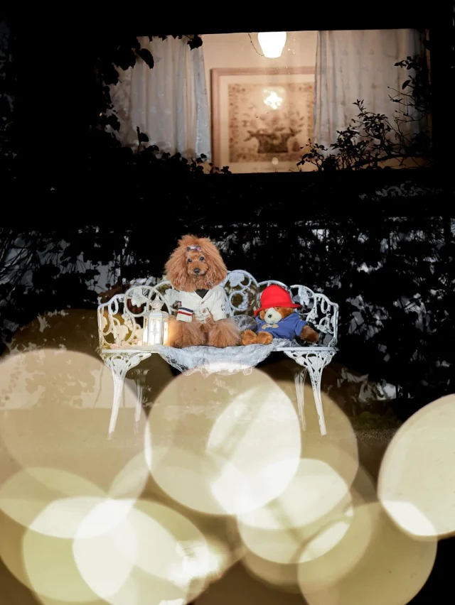 .
【ご宿泊わんちゃんのご紹介】

可愛いお友達のご紹介🐶
ありがとうございました♪
______________________________

📷🐶🐶🐶📷

ご宿泊中に撮影された愛犬のお写真/動画を随時募集！
ご共有をいただいたお写真は当アカウントでご紹介

DMなどでお気軽にご連絡ください✉️

📷🐶🐶🐶📷

アルマガーデンドッグスは八ヶ岳に佇む、
わんちゃんと過ごせるオーベルジュ

-日常を忘れて愛犬との贅沢な時間をお過ごしください-

🐕🍽️🏡 @arumagardendogs

＝＝＝＝＝＝＝＝＝＝＝＝＝＝＝＝

【ご予約はこちらから✍️】

💻▽オフィシャルサイト予約フォーム
プロフィールにリンクしているホームページからどうぞ🏷️

【お問い合わせなどはお気軽に🐕】

📞0551-45-7679

＝＝＝＝＝＝＝＝＝＝＝＝＝＝＝＝

ARUMA GARDEN DOGS
-アルマガーデンドッグス-

【住所】
📍山梨県北杜市大泉町西井出8240-6520

【電話番号】
📞0551-45-7679

______________________________

#アルマガーデンドッグス #ペットと泊まれる宿 #愛犬と泊まれる宿 
#ワンコとお出かけ #わんことお出かけ 
天然芝 専用ドッグラン ドッグラン完備 プライベートドッグラン
1日1組 プライベートコテージ  ラグジュアリーホテル ログハウス コテージ ホテル 
アフタヌーンティー 北杜市ランチ オーベルジュ
フランス料理 八ヶ岳フレンチレストラン オーベルジュ 北杜市フレンチ
ガーデン バラ好きな人と繋がりたい
八ヶ岳 北杜市 山梨県