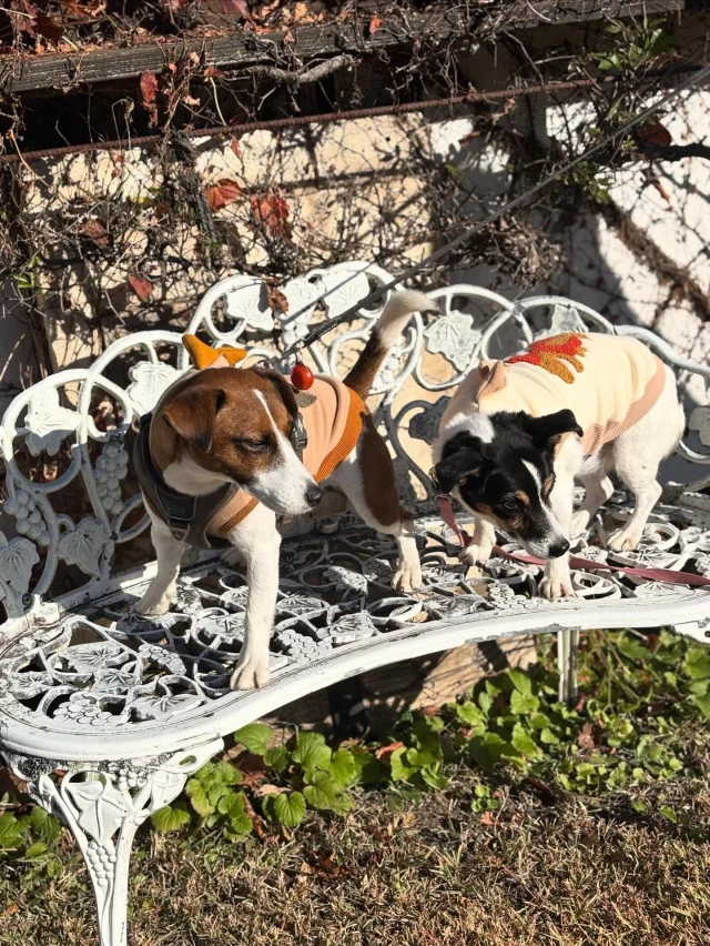 .
【ご宿泊わんちゃんのご紹介】

可愛いお友達のご紹介🐶
ありがとうございました♪
______________________________

📷🐶🐶🐶📷

ご宿泊中に撮影された愛犬のお写真/動画を随時募集！
ご共有をいただいたお写真は当アカウントでご紹介

DMなどでお気軽にご連絡ください✉️

📷🐶🐶🐶📷

アルマガーデンドッグスは八ヶ岳に佇む、
わんちゃんと過ごせるオーベルジュ

-日常を忘れて愛犬との贅沢な時間をお過ごしください-

🐕🍽️🏡 @arumagardendogs

＝＝＝＝＝＝＝＝＝＝＝＝＝＝＝＝

【ご予約はこちらから✍️】

💻▽オフィシャルサイト予約フォーム
プロフィールにリンクしているホームページからどうぞ🏷️

【お問い合わせなどはお気軽に🐕】

📞0551-45-7679

＝＝＝＝＝＝＝＝＝＝＝＝＝＝＝＝

ARUMA GARDEN DOGS
-アルマガーデンドッグス-

【住所】
📍山梨県北杜市大泉町西井出8240-6520

【電話番号】
📞0551-45-7679

______________________________

#アルマガーデンドッグス #ペットと泊まれる宿 #愛犬と泊まれる宿 
#ワンコとお出かけ #わんことお出かけ 
天然芝 専用ドッグラン ドッグラン完備 プライベートドッグラン
1日1組 プライベートコテージ  ラグジュアリーホテル ログハウス コテージ ホテル 
アフタヌーンティー 北杜市ランチ オーベルジュ
フランス料理 八ヶ岳フレンチレストラン オーベルジュ 北杜市フレンチ
ガーデン バラ好きな人と繋がりたい
八ヶ岳 北杜市 山梨県