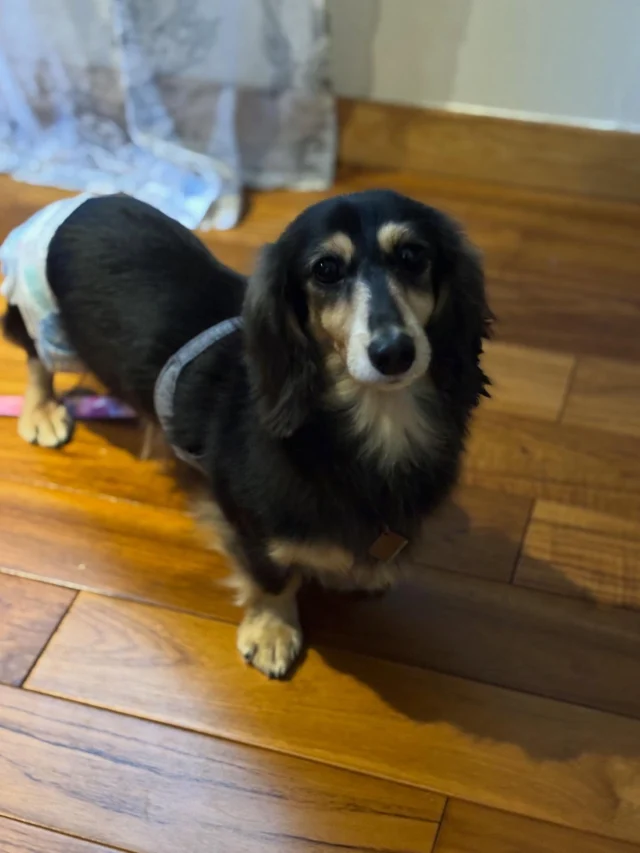 .
【ご宿泊わんちゃんのご紹介】

可愛いお友達のご紹介🐶
ありがとうございました♪
______________________________

📷🐶🐶🐶📷

ご宿泊中に撮影された愛犬のお写真/動画を随時募集！
ご共有をいただいたお写真は当アカウントでご紹介

DMなどでお気軽にご連絡ください✉️

📷🐶🐶🐶📷

アルマガーデンドッグスは八ヶ岳に佇む、
わんちゃんと過ごせるオーベルジュ

-日常を忘れて愛犬との贅沢な時間をお過ごしください-

🐕🍽️🏡 @arumagardendogs

＝＝＝＝＝＝＝＝＝＝＝＝＝＝＝＝

【ご予約はこちらから✍️】

💻▽オフィシャルサイト予約フォーム
プロフィールにリンクしているホームページからどうぞ🏷️

【お問い合わせなどはお気軽に🐕】

📞0551-45-7679

＝＝＝＝＝＝＝＝＝＝＝＝＝＝＝＝

ARUMA GARDEN DOGS
-アルマガーデンドッグス-

【住所】
📍山梨県北杜市大泉町西井出8240-6520

【電話番号】
📞0551-45-7679

______________________________

#アルマガーデンドッグス #ペットと泊まれる宿 #愛犬と泊まれる宿 
#ワンコとお出かけ #わんことお出かけ 
天然芝 専用ドッグラン ドッグラン完備 プライベートドッグラン
1日1組 プライベートコテージ  ラグジュアリーホテル ログハウス コテージ ホテル 
アフタヌーンティー 北杜市ランチ オーベルジュ
フランス料理 八ヶ岳フレンチレストラン オーベルジュ 北杜市フレンチ
ガーデン バラ好きな人と繋がりたい
八ヶ岳 北杜市 山梨県