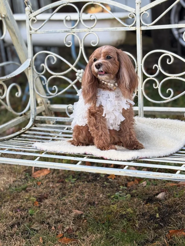 .
【ご宿泊わんちゃんのご紹介】

可愛いお友達のご紹介🐶
ありがとうございました♪
______________________________

📷🐶🐶🐶📷

ご宿泊中に撮影された愛犬のお写真/動画を随時募集！
ご共有をいただいたお写真は当アカウントでご紹介

DMなどでお気軽にご連絡ください✉️

📷🐶🐶🐶📷

アルマガーデンドッグスは八ヶ岳に佇む、
わんちゃんと過ごせるオーベルジュ

-日常を忘れて愛犬との贅沢な時間をお過ごしください-

🐕🍽️🏡 @arumagardendogs

＝＝＝＝＝＝＝＝＝＝＝＝＝＝＝＝

【ご予約はこちらから✍️】

💻▽オフィシャルサイト予約フォーム
プロフィールにリンクしているホームページからどうぞ🏷️

【お問い合わせなどはお気軽に🐕】

📞0551-45-7679

＝＝＝＝＝＝＝＝＝＝＝＝＝＝＝＝

ARUMA GARDEN DOGS
-アルマガーデンドッグス-

【住所】
📍山梨県北杜市大泉町西井出8240-6520

【電話番号】
📞0551-45-7679

______________________________

#アルマガーデンドッグス #ペットと泊まれる宿 #愛犬と泊まれる宿 
#ワンコとお出かけ #わんことお出かけ 
天然芝 専用ドッグラン ドッグラン完備 プライベートドッグラン
1日1組 プライベートコテージ  ラグジュアリーホテル ログハウス コテージ ホテル 
アフタヌーンティー 北杜市ランチ オーベルジュ
フランス料理 八ヶ岳フレンチレストラン オーベルジュ 北杜市フレンチ
ガーデン バラ好きな人と繋がりたい
八ヶ岳 北杜市 山梨県