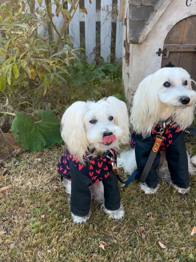 .
【ご宿泊わんちゃんのご紹介】

可愛いお友達のご紹介🐶
ありがとうございました♪
______________________________

📷🐶🐶🐶📷

ご宿泊中に撮影された愛犬のお写真/動画を随時募集！
ご共有をいただいたお写真は当アカウントでご紹介

DMなどでお気軽にご連絡ください✉️

📷🐶🐶🐶📷

アルマガーデンドッグスは八ヶ岳に佇む、
わんちゃんと過ごせるオーベルジュ

-日常を忘れて愛犬との贅沢な時間をお過ごしください-

🐕🍽️🏡 @arumagardendogs

＝＝＝＝＝＝＝＝＝＝＝＝＝＝＝＝

【ご予約はこちらから✍️】

💻▽オフィシャルサイト予約フォーム
プロフィールにリンクしているホームページからどうぞ🏷️

【お問い合わせなどはお気軽に🐕】

📞0551-45-7679

＝＝＝＝＝＝＝＝＝＝＝＝＝＝＝＝

ARUMA GARDEN DOGS
-アルマガーデンドッグス-

【住所】
📍山梨県北杜市大泉町西井出8240-6520

【電話番号】
📞0551-45-7679

______________________________

#アルマガーデンドッグス #ペットと泊まれる宿 #愛犬と泊まれる宿 
#ワンコとお出かけ #わんことお出かけ 
天然芝 専用ドッグラン ドッグラン完備 プライベートドッグラン
1日1組 プライベートコテージ  ラグジュアリーホテル ログハウス コテージ ホテル 
アフタヌーンティー 北杜市ランチ オーベルジュ
フランス料理 八ヶ岳フレンチレストラン オーベルジュ 北杜市フレンチ
ガーデン バラ好きな人と繋がりたい
八ヶ岳 北杜市 山梨県