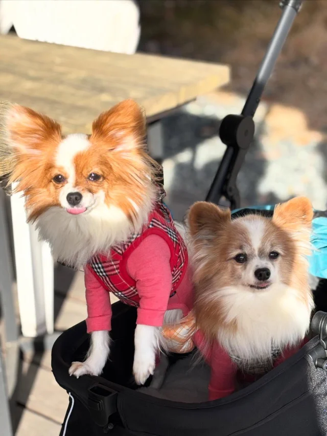 .
【ご宿泊わんちゃんのご紹介】

.
【ご宿泊わんちゃんのご紹介】

可愛いお友達のご紹介🐶
ありがとうございました♪
______________________________

📷🐶🐶🐶📷

ご宿泊中に撮影された愛犬のお写真/動画を随時募集！
ご共有をいただいたお写真は当アカウントでご紹介

DMなどでお気軽にご連絡ください✉️

📷🐶🐶🐶📷

アルマガーデンドッグスは八ヶ岳に佇む、
わんちゃんと過ごせるオーベルジュ

-日常を忘れて愛犬との贅沢な時間をお過ごしください-

🐕🍽️🏡 @arumagardendogs

＝＝＝＝＝＝＝＝＝＝＝＝＝＝＝＝

【ご予約はこちらから✍️】

💻▽オフィシャルサイト予約フォーム
プロフィールにリンクしているホームページからどうぞ🏷️

【お問い合わせなどはお気軽に🐕】

📞0551-45-7679

＝＝＝＝＝＝＝＝＝＝＝＝＝＝＝＝

ARUMA GARDEN DOGS
-アルマガーデンドッグス-

【住所】
📍山梨県北杜市大泉町西井出8240-6520

【電話番号】
📞0551-45-7679

______________________________

#アルマガーデンドッグス #ペットと泊まれる宿 #愛犬と泊まれる宿 
#ワンコとお出かけ #わんことお出かけ 
天然芝 専用ドッグラン ドッグラン完備 プライベートドッグラン
1日1組 プライベートコテージ  ラグジュアリーホテル ログハウス コテージ ホテル 
アフタヌーンティー 北杜市ランチ オーベルジュ
フランス料理 八ヶ岳フレンチレストラン オーベルジュ 北杜市フレンチ
ガーデン バラ好きな人と繋がりたい
八ヶ岳 北杜市 山梨県

______________________________