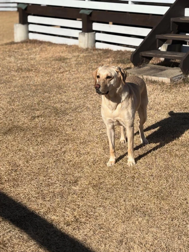 .
【ご宿泊わんちゃんのご紹介】

可愛いお友達のご紹介🐶
ありがとうございました♪
______________________________

📷🐶🐶🐶📷

ご宿泊中に撮影された愛犬のお写真/動画を随時募集！
ご共有をいただいたお写真は当アカウントでご紹介

DMなどでお気軽にご連絡ください✉️

📷🐶🐶🐶📷

アルマガーデンドッグスは八ヶ岳に佇む、
わんちゃんと過ごせるオーベルジュ

-日常を忘れて愛犬との贅沢な時間をお過ごしください-

🐕🍽️🏡 @arumagardendogs

＝＝＝＝＝＝＝＝＝＝＝＝＝＝＝＝

【ご予約はこちらから✍️】

💻▽オフィシャルサイト予約フォーム
プロフィールにリンクしているホームページからどうぞ🏷️

【お問い合わせなどはお気軽に🐕】

📞0551-45-7679

＝＝＝＝＝＝＝＝＝＝＝＝＝＝＝＝

ARUMA GARDEN DOGS
-アルマガーデンドッグス-

【住所】
📍山梨県北杜市大泉町西井出8240-6520

【電話番号】
📞0551-45-7679

______________________________

#アルマガーデンドッグス #ペットと泊まれる宿 #愛犬と泊まれる宿 
#ワンコとお出かけ #わんことお出かけ 
天然芝 専用ドッグラン ドッグラン完備 プライベートドッグラン
1日1組 プライベートコテージ  ラグジュアリーホテル ログハウス コテージ ホテル 
アフタヌーンティー 北杜市ランチ オーベルジュ
フランス料理 八ヶ岳フレンチレストラン オーベルジュ 北杜市フレンチ
ガーデン バラ好きな人と繋がりたい
八ヶ岳 北杜市 山梨県