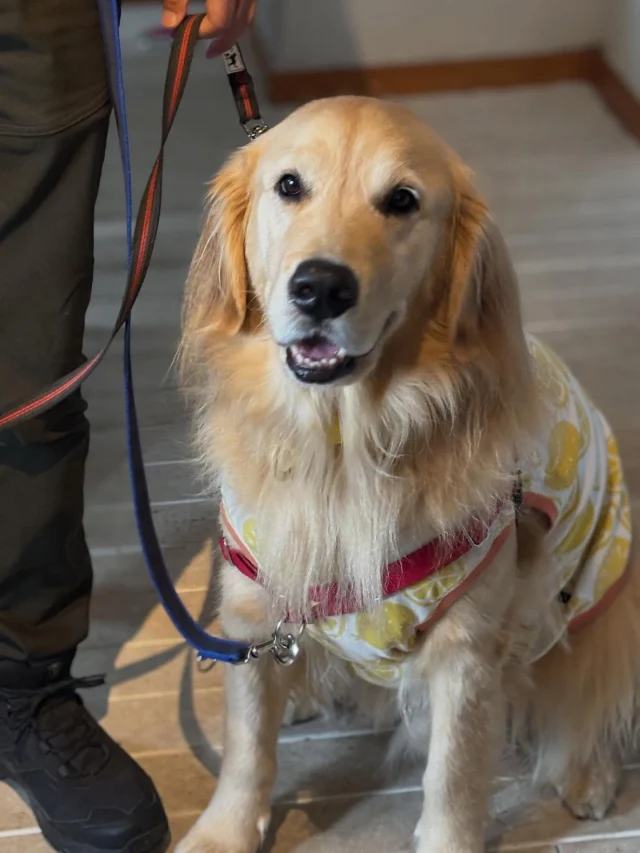 .
【ご宿泊わんちゃんのご紹介】

可愛いお友達のご紹介🐶
ありがとうございました♪
______________________________

📷🐶🐶🐶📷

ご宿泊中に撮影された愛犬のお写真/動画を随時募集！
ご共有をいただいたお写真は当アカウントでご紹介

DMなどでお気軽にご連絡ください✉️

📷🐶🐶🐶📷

アルマガーデンドッグスは八ヶ岳に佇む、
わんちゃんと過ごせるオーベルジュ

-日常を忘れて愛犬との贅沢な時間をお過ごしください-

🐕🍽️🏡 @arumagardendogs

＝＝＝＝＝＝＝＝＝＝＝＝＝＝＝＝

【ご予約はこちらから✍️】

💻▽オフィシャルサイト予約フォーム
プロフィールにリンクしているホームページからどうぞ🏷️

【お問い合わせなどはお気軽に🐕】

📞0551-45-7679

＝＝＝＝＝＝＝＝＝＝＝＝＝＝＝＝

ARUMA GARDEN DOGS
-アルマガーデンドッグス-

【住所】
📍山梨県北杜市大泉町西井出8240-6520

【電話番号】
📞0551-45-7679

______________________________

#アルマガーデンドッグス #ペットと泊まれる宿 #愛犬と泊まれる宿 
#ワンコとお出かけ #わんことお出かけ 
天然芝 専用ドッグラン ドッグラン完備 プライベートドッグラン
1日1組 プライベートコテージ  ラグジュアリーホテル ログハウス コテージ ホテル 
アフタヌーンティー 北杜市ランチ オーベルジュ
フランス料理 八ヶ岳フレンチレストラン オーベルジュ 北杜市フレンチ
ガーデン バラ好きな人と繋がりたい
八ヶ岳 北杜市 山梨県