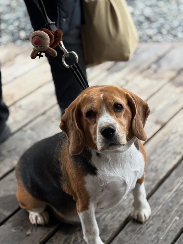 .
【ご宿泊わんちゃんのご紹介】

可愛いお友達のご紹介🐶
ありがとうございました♪
______________________________

📷🐶🐶🐶📷

ご宿泊中に撮影された愛犬のお写真/動画を随時募集！
ご共有をいただいたお写真は当アカウントでご紹介

DMなどでお気軽にご連絡ください✉️

📷🐶🐶🐶📷

アルマガーデンドッグスは八ヶ岳に佇む、
わんちゃんと過ごせるオーベルジュ

-日常を忘れて愛犬との贅沢な時間をお過ごしください-

🐕🍽️🏡 @arumagardendogs

＝＝＝＝＝＝＝＝＝＝＝＝＝＝＝＝

【ご予約はこちらから✍️】

💻▽オフィシャルサイト予約フォーム
プロフィールにリンクしているホームページからどうぞ🏷️

【お問い合わせなどはお気軽に🐕】

📞0551-45-7679

＝＝＝＝＝＝＝＝＝＝＝＝＝＝＝＝

ARUMA GARDEN DOGS
-アルマガーデンドッグス-

【住所】
📍山梨県北杜市大泉町西井出8240-6520

【電話番号】
📞0551-45-7679

______________________________

#アルマガーデンドッグス #ペットと泊まれる宿 #愛犬と泊まれる宿 
#ワンコとお出かけ #わんことお出かけ 
天然芝 専用ドッグラン ドッグラン完備 プライベートドッグラン
1日1組 プライベートコテージ  ラグジュアリーホテル ログハウス コテージ ホテル 
アフタヌーンティー 北杜市ランチ オーベルジュ
フランス料理 八ヶ岳フレンチレストラン オーベルジュ 北杜市フレンチ
ガーデン バラ好きな人と繋がりたい
八ヶ岳 北杜市 山梨県