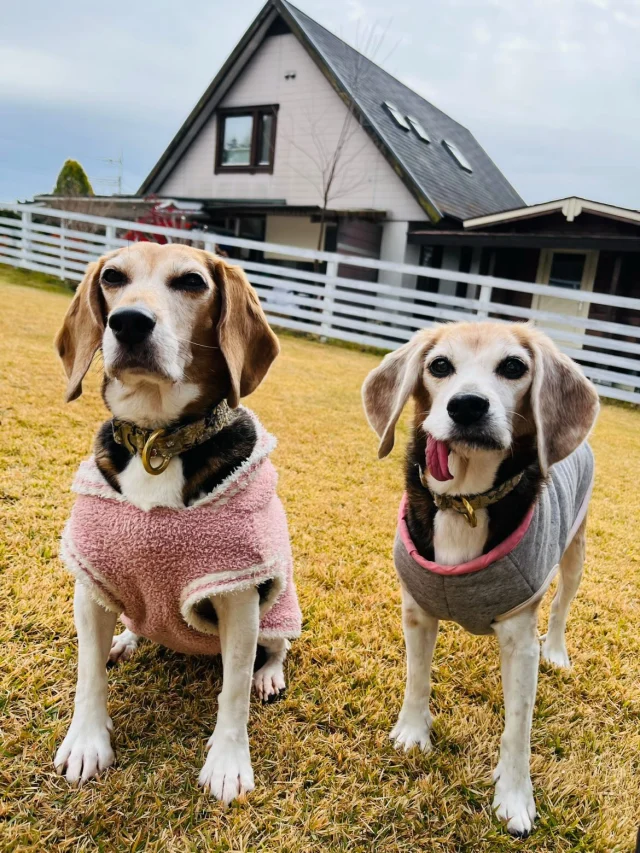 .
【ご宿泊わんちゃんのご紹介】

可愛いお友達のご紹介🐶
ありがとうございました♪
______________________________

📷🐶🐶🐶📷

ご宿泊中に撮影された愛犬のお写真/動画を随時募集！
ご共有をいただいたお写真は当アカウントでご紹介

DMなどでお気軽にご連絡ください✉️

📷🐶🐶🐶📷

アルマガーデンドッグスは八ヶ岳に佇む、
わんちゃんと過ごせるオーベルジュ

-日常を忘れて愛犬との贅沢な時間をお過ごしください-

🐕🍽️🏡 @arumagardendogs

＝＝＝＝＝＝＝＝＝＝＝＝＝＝＝＝

【ご予約はこちらから✍️】

💻▽オフィシャルサイト予約フォーム
プロフィールにリンクしているホームページからどうぞ🏷️

【お問い合わせなどはお気軽に🐕】

📞0551-45-7679

＝＝＝＝＝＝＝＝＝＝＝＝＝＝＝＝

ARUMA GARDEN DOGS
-アルマガーデンドッグス-

【住所】
📍山梨県北杜市大泉町西井出8240-6520

【電話番号】
📞0551-45-7679

______________________________

#アルマガーデンドッグス #ペットと泊まれる宿 #愛犬と泊まれる宿 
#ワンコとお出かけ #わんことお出かけ 
天然芝 専用ドッグラン ドッグラン完備 プライベートドッグラン
1日1組 プライベートコテージ  ラグジュアリーホテル ログハウス コテージ ホテル 
アフタヌーンティー 北杜市ランチ オーベルジュ
フランス料理 八ヶ岳フレンチレストラン オーベルジュ 北杜市フレンチ
ガーデン バラ好きな人と繋がりたい
八ヶ岳 北杜市 山梨県