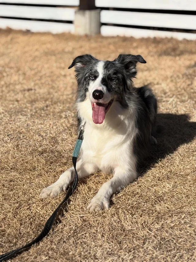 .
【ご宿泊わんちゃんのご紹介】

可愛いお友達のご紹介🐶
ありがとうございました♪
______________________________

📷🐶🐶🐶📷

ご宿泊中に撮影された愛犬のお写真/動画を随時募集！
ご共有をいただいたお写真は当アカウントでご紹介

DMなどでお気軽にご連絡ください✉️

📷🐶🐶🐶📷

アルマガーデンドッグスは八ヶ岳に佇む、
わんちゃんと過ごせるオーベルジュ

-日常を忘れて愛犬との贅沢な時間をお過ごしください-

🐕🍽️🏡 @arumagardendogs

＝＝＝＝＝＝＝＝＝＝＝＝＝＝＝＝

【ご予約はこちらから✍️】

💻▽オフィシャルサイト予約フォーム
プロフィールにリンクしているホームページからどうぞ🏷️

【お問い合わせなどはお気軽に🐕】

📞0551-45-7679

＝＝＝＝＝＝＝＝＝＝＝＝＝＝＝＝

ARUMA GARDEN DOGS
-アルマガーデンドッグス-

【住所】
📍山梨県北杜市大泉町西井出8240-6520

【電話番号】
📞0551-45-7679

______________________________

#アルマガーデンドッグス #ペットと泊まれる宿 #愛犬と泊まれる宿 
#ワンコとお出かけ #わんことお出かけ 
天然芝 専用ドッグラン ドッグラン完備 プライベートドッグラン
1日1組 プライベートコテージ  ラグジュアリーホテル ログハウス コテージ ホテル 
アフタヌーンティー 北杜市ランチ オーベルジュ
フランス料理 八ヶ岳フレンチレストラン オーベルジュ 北杜市フレンチ
ガーデン バラ好きな人と繋がりたい
八ヶ岳 北杜市 山梨県