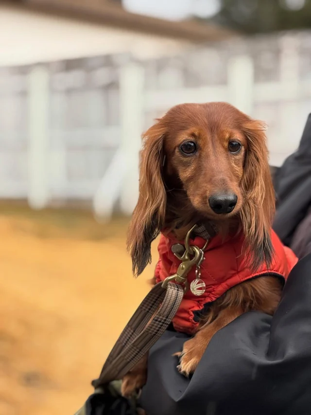.
【ご宿泊わんちゃんのご紹介】

可愛いお友達のご紹介🐶
ありがとうございました♪

______________________________

📷🐶🐶🐶📷

ご宿泊中に撮影された愛犬のお写真/動画を随時募集！
ご共有をいただいたお写真は当アカウントでご紹介

DMなどでお気軽にご連絡ください✉️

📷🐶🐶🐶📷

アルマガーデンドッグスは八ヶ岳に佇む、
わんちゃんと過ごせるオーベルジュ

-日常を忘れて愛犬との贅沢な時間をお過ごしください-

🐕🍽️🏡 @arumagardendogs

＝＝＝＝＝＝＝＝＝＝＝＝＝＝＝＝

【ご予約はこちらから✍️】

💻▽オフィシャルサイト予約フォーム
プロフィールにリンクしているホームページからどうぞ🏷️

【お問い合わせなどはお気軽に🐕】

📞0551-45-7679

＝＝＝＝＝＝＝＝＝＝＝＝＝＝＝＝

ARUMA GARDEN DOGS
-アルマガーデンドッグス-

【住所】
📍山梨県北杜市大泉町西井出8240-6520

【電話番号】
📞0551-45-7679

______________________________

#アルマガーデンドッグス #ペットと泊まれる宿 #愛犬と泊まれる宿 
#ワンコとお出かけ #わんことお出かけ 
天然芝 専用ドッグラン ドッグラン完備 プライベートドッグラン
1日1組 プライベートコテージ  ラグジュアリーホテル ログハウス コテージ ホテル 
アフタヌーンティー 北杜市ランチ オーベルジュ
フランス料理 八ヶ岳フレンチレストラン オーベルジュ 北杜市フレンチ
ガーデン バラ好きな人と繋がりたい
八ヶ岳 北杜市 山梨県