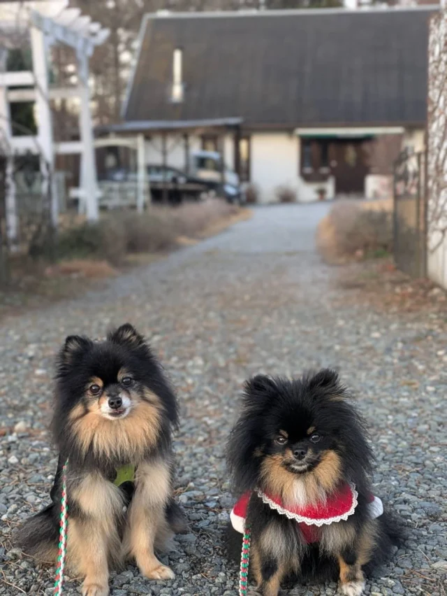 .
【ご宿泊わんちゃんのご紹介】

可愛いお友達のご紹介🐶
ありがとうございました♪
______________________________

📷🐶🐶🐶📷

ご宿泊中に撮影された愛犬のお写真/動画を随時募集！
ご共有をいただいたお写真は当アカウントでご紹介

DMなどでお気軽にご連絡ください✉️

📷🐶🐶🐶📷

アルマガーデンドッグスは八ヶ岳に佇む、
わんちゃんと過ごせるオーベルジュ

-日常を忘れて愛犬との贅沢な時間をお過ごしください-

🐕🍽️🏡 @arumagardendogs

＝＝＝＝＝＝＝＝＝＝＝＝＝＝＝＝

【ご予約はこちらから✍️】

💻▽オフィシャルサイト予約フォーム
プロフィールにリンクしているホームページからどうぞ🏷️

【お問い合わせなどはお気軽に🐕】

📞0551-45-7679

＝＝＝＝＝＝＝＝＝＝＝＝＝＝＝＝

ARUMA GARDEN DOGS
-アルマガーデンドッグス-

【住所】
📍山梨県北杜市大泉町西井出8240-6520

【電話番号】
📞0551-45-7679

______________________________

#アルマガーデンドッグス #ペットと泊まれる宿 #愛犬と泊まれる宿 
#ワンコとお出かけ #わんことお出かけ 
天然芝 専用ドッグラン ドッグラン完備 プライベートドッグラン
1日1組 プライベートコテージ  ラグジュアリーホテル ログハウス コテージ ホテル 
アフタヌーンティー 北杜市ランチ オーベルジュ
フランス料理 八ヶ岳フレンチレストラン オーベルジュ 北杜市フレンチ
ガーデン バラ好きな人と繋がりたい
八ヶ岳 北杜市 山梨県