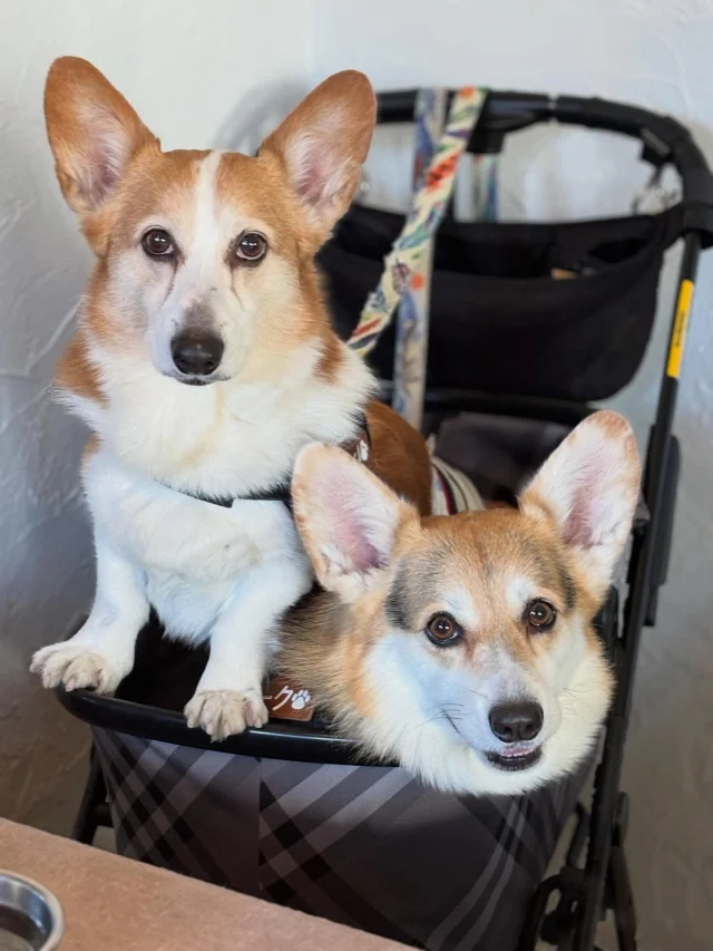 .
【ご宿泊わんちゃんのご紹介】

可愛いお友達のご紹介🐶
ありがとうございました♪
______________________________

📷🐶🐶🐶📷

ご宿泊中に撮影された愛犬のお写真/動画を随時募集！
ご共有をいただいたお写真は当アカウントでご紹介

DMなどでお気軽にご連絡ください✉️

📷🐶🐶🐶📷

アルマガーデンドッグスは八ヶ岳に佇む、
わんちゃんと過ごせるオーベルジュ

-日常を忘れて愛犬との贅沢な時間をお過ごしください-

🐕🍽️🏡 @arumagardendogs

＝＝＝＝＝＝＝＝＝＝＝＝＝＝＝＝

【ご予約はこちらから✍️】

💻▽オフィシャルサイト予約フォーム
プロフィールにリンクしているホームページからどうぞ🏷️

【お問い合わせなどはお気軽に🐕】

📞0551-45-7679

＝＝＝＝＝＝＝＝＝＝＝＝＝＝＝＝

ARUMA GARDEN DOGS
-アルマガーデンドッグス-

【住所】
📍山梨県北杜市大泉町西井出8240-6520

【電話番号】
📞0551-45-7679

______________________________

#アルマガーデンドッグス #ペットと泊まれる宿 #愛犬と泊まれる宿 
#ワンコとお出かけ #わんことお出かけ 
天然芝 専用ドッグラン ドッグラン完備 プライベートドッグラン
1日1組 プライベートコテージ  ラグジュアリーホテル ログハウス コテージ ホテル 
アフタヌーンティー 北杜市ランチ オーベルジュ
フランス料理 八ヶ岳フレンチレストラン オーベルジュ 北杜市フレンチ
ガーデン バラ好きな人と繋がりたい
八ヶ岳 北杜市 山梨県