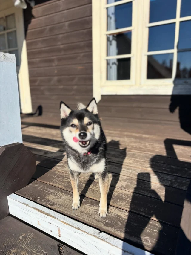 .
【ご宿泊わんちゃんのご紹介】

可愛いお友達のご紹介🐶
ありがとうございました♪
______________________________

📷🐶🐶🐶📷

ご宿泊中に撮影された愛犬のお写真/動画を随時募集！
ご共有をいただいたお写真は当アカウントでご紹介

DMなどでお気軽にご連絡ください✉️

📷🐶🐶🐶📷

アルマガーデンドッグスは八ヶ岳に佇む、
わんちゃんと過ごせるオーベルジュ

-日常を忘れて愛犬との贅沢な時間をお過ごしください-

🐕🍽️🏡 @arumagardendogs

＝＝＝＝＝＝＝＝＝＝＝＝＝＝＝＝

【ご予約はこちらから✍️】

💻▽オフィシャルサイト予約フォーム
プロフィールにリンクしているホームページからどうぞ🏷️

【お問い合わせなどはお気軽に🐕】

📞0551-45-7679

＝＝＝＝＝＝＝＝＝＝＝＝＝＝＝＝

ARUMA GARDEN DOGS
-アルマガーデンドッグス-

【住所】
📍山梨県北杜市大泉町西井出8240-6520

【電話番号】
📞0551-45-7679

______________________________

#アルマガーデンドッグス #ペットと泊まれる宿 #愛犬と泊まれる宿 
#ワンコとお出かけ #わんことお出かけ 
天然芝 専用ドッグラン ドッグラン完備 プライベートドッグラン
1日1組 プライベートコテージ  ラグジュアリーホテル ログハウス コテージ ホテル 
アフタヌーンティー 北杜市ランチ オーベルジュ
フランス料理 八ヶ岳フレンチレストラン オーベルジュ 北杜市フレンチ
ガーデン バラ好きな人と繋がりたい
八ヶ岳 北杜市 山梨県