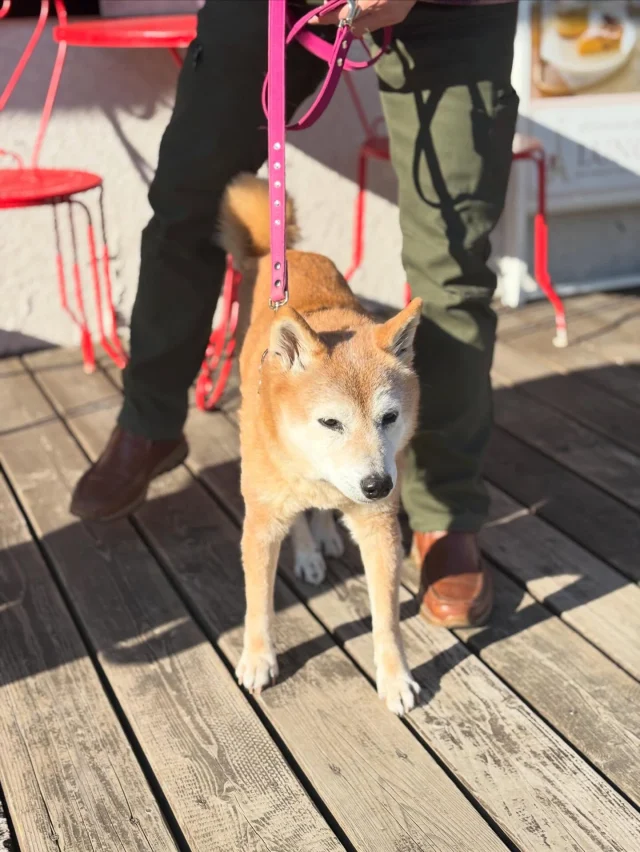 .
【ご宿泊わんちゃんのご紹介】

可愛いお友達のご紹介🐶
ありがとうございました♪
______________________________

📷🐶🐶🐶📷

ご宿泊中に撮影された愛犬のお写真/動画を随時募集！
ご共有をいただいたお写真は当アカウントでご紹介

DMなどでお気軽にご連絡ください✉️

📷🐶🐶🐶📷

アルマガーデンドッグスは八ヶ岳に佇む、
わんちゃんと過ごせるオーベルジュ

-日常を忘れて愛犬との贅沢な時間をお過ごしください-

🐕🍽️🏡 @arumagardendogs

＝＝＝＝＝＝＝＝＝＝＝＝＝＝＝＝

【ご予約はこちらから✍️】

💻▽オフィシャルサイト予約フォーム
プロフィールにリンクしているホームページからどうぞ🏷️

【お問い合わせなどはお気軽に🐕】

📞0551-45-7679

＝＝＝＝＝＝＝＝＝＝＝＝＝＝＝＝

ARUMA GARDEN DOGS
-アルマガーデンドッグス-

【住所】
📍山梨県北杜市大泉町西井出8240-6520

【電話番号】
📞0551-45-7679

______________________________

#アルマガーデンドッグス #ペットと泊まれる宿 #愛犬と泊まれる宿 
#ワンコとお出かけ #わんことお出かけ 
天然芝 専用ドッグラン ドッグラン完備 プライベートドッグラン
1日1組 プライベートコテージ  ラグジュアリーホテル ログハウス コテージ ホテル 
アフタヌーンティー 北杜市ランチ オーベルジュ
フランス料理 八ヶ岳フレンチレストラン オーベルジュ 北杜市フレンチ
ガーデン バラ好きな人と繋がりたい
八ヶ岳 北杜市 山梨県