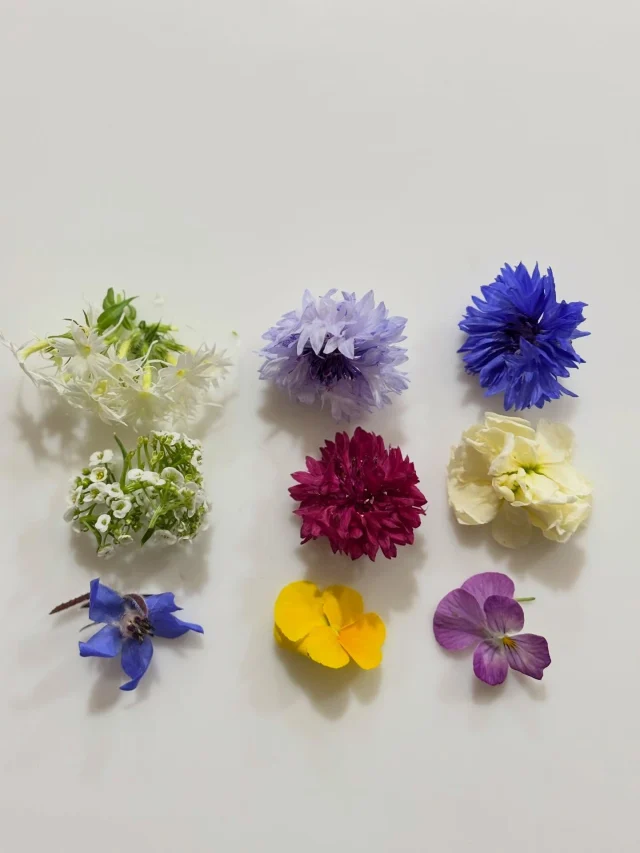 .
【マイクロベビーリーフ】

生産者さんの所に伺いました♪
完全無農薬の水耕栽培💯
栽培する機械を販売する会社から
マイクロハーブの生産者さんに！
沢山の種類を味わって感動しました。
ありがとうございました😊

@chefsleaf.pro 

______________________________

LUXURY HOLIDAY
WITH DOGS

-愛犬と過ごす贅沢な休日-

🐕🐕🐕

アルマガーデンドッグスは
八ヶ岳にひっそりと佇む

コテージとログハウスの全2棟で、それぞれ1日1組限定

代官山、渋谷のレストランで修業したオーナーシェフがフレンチのコースをご提供
わんちゃんもご一緒に

-日常を忘れて愛犬との贅沢な時間をお過ごしください-

🐕🍽️🏡 @arumagardendogs

＝＝＝＝＝＝＝＝＝＝＝＝＝＝＝＝

【ご予約はこちらから✍️】

💻▽オフィシャルサイト予約フォーム
プロフィールにリンクしているホームページからどうぞ🏷️

【お問い合わせなどはお気軽に🐕】

📞0551-45-7679

＝＝＝＝＝＝＝＝＝＝＝＝＝＝＝＝

ARUMA GARDEN DOGS
-アルマガーデンドッグス-

【住所】
📍山梨県北杜市大泉町西井出8240-6520

【電話番号】
📞0551-45-7679

______________________________

#アルマガーデンドッグス #ペットと泊まれる宿 #愛犬と泊まれる宿 
#ワンコとお出かけ #わんことお出かけ 
天然芝 専用ドッグラン ドッグラン完備 プライベートドッグラン
1日1組 プライベートコテージ  ラグジュアリーホテル ログハウス コテージ ホテル 
アフタヌーンティー 北杜市ランチ オーベルジュ
フランス料理 八ヶ岳フレンチレストラン オーベルジュ 北杜市フレンチ
ガーデン バラ好きな人と繋がりたい
八ヶ岳 北杜市 山梨県