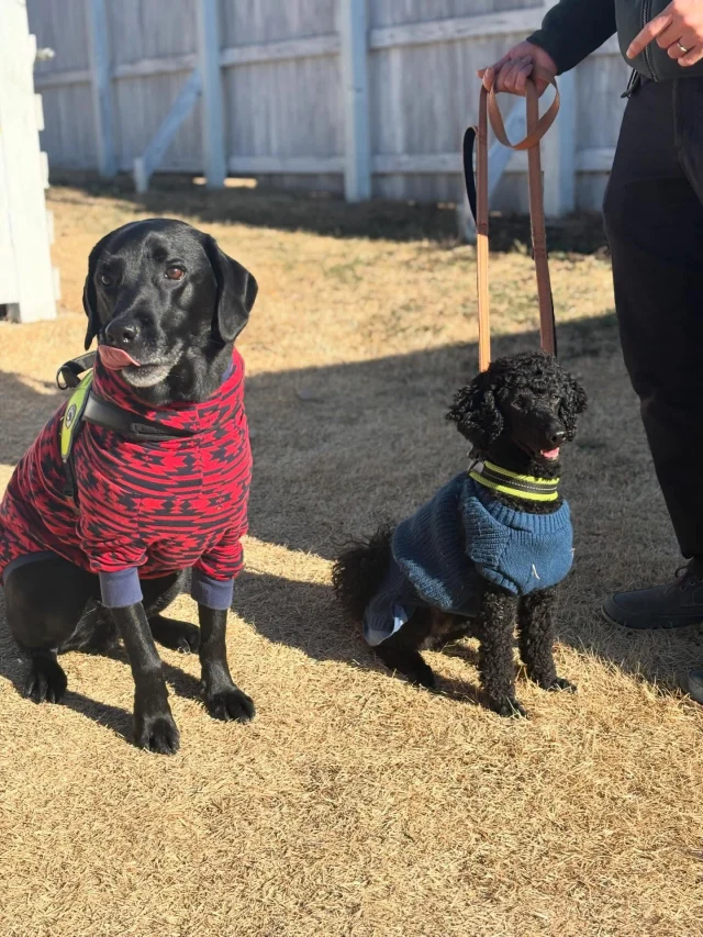 .
【ご宿泊わんちゃんのご紹介】

可愛いお友達のご紹介🐶
ありがとうございました♪
______________________________

📷🐶🐶🐶📷

ご宿泊中に撮影された愛犬のお写真/動画を随時募集！
ご共有をいただいたお写真は当アカウントでご紹介

DMなどでお気軽にご連絡ください✉️

📷🐶🐶🐶📷

アルマガーデンドッグスは八ヶ岳に佇む、
わんちゃんと過ごせるオーベルジュ

-日常を忘れて愛犬との贅沢な時間をお過ごしください-

🐕🍽️🏡 @arumagardendogs

＝＝＝＝＝＝＝＝＝＝＝＝＝＝＝＝

【ご予約はこちらから✍️】

💻▽オフィシャルサイト予約フォーム
プロフィールにリンクしているホームページからどうぞ🏷️

【お問い合わせなどはお気軽に🐕】

📞0551-45-7679

＝＝＝＝＝＝＝＝＝＝＝＝＝＝＝＝

ARUMA GARDEN DOGS
-アルマガーデンドッグス-

【住所】
📍山梨県北杜市大泉町西井出8240-6520

【電話番号】
📞0551-45-7679

______________________________

#アルマガーデンドッグス #ペットと泊まれる宿 #愛犬と泊まれる宿 
#ワンコとお出かけ #わんことお出かけ 
天然芝 専用ドッグラン ドッグラン完備 プライベートドッグラン
1日1組 プライベートコテージ  ラグジュアリーホテル ログハウス コテージ ホテル 
アフタヌーンティー 北杜市ランチ オーベルジュ
フランス料理 八ヶ岳フレンチレストラン オーベルジュ 北杜市フレンチ
ガーデン バラ好きな人と繋がりたい
八ヶ岳 北杜市 山梨県