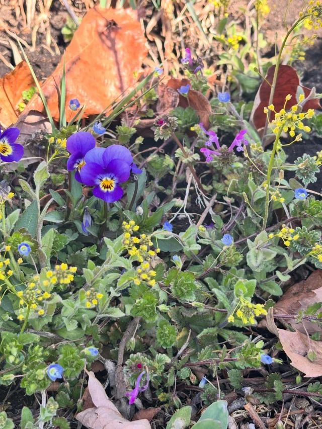 .
【春が来た！】

八ヶ岳にも小さな春が訪れています♪
厳しい冬の寒さを乗り越えて！

______________________________

LUXURY HOLIDAY
WITH DOGS

-愛犬と過ごす贅沢な休日-

🐕🐕🐕

アルマガーデンドッグスは
八ヶ岳にひっそりと佇む

コテージとログハウスの全2棟で、それぞれ1日1組限定

代官山、渋谷のレストランで修業したオーナーシェフがフレンチのコースをご提供
わんちゃんもご一緒に

-日常を忘れて愛犬との贅沢な時間をお過ごしください-

🐕🍽️🏡 @arumagardendogs

＝＝＝＝＝＝＝＝＝＝＝＝＝＝＝＝

【ご予約はこちらから✍️】

💻▽オフィシャルサイト予約フォーム
プロフィールにリンクしているホームページからどうぞ🏷️

【お問い合わせなどはお気軽に🐕】

📞0551-45-7679

＝＝＝＝＝＝＝＝＝＝＝＝＝＝＝＝

ARUMA GARDEN DOGS
-アルマガーデンドッグス-

【住所】
📍山梨県北杜市大泉町西井出8240-6520

【電話番号】
📞0551-45-7679

______________________________

#アルマガーデンドッグス #ペットと泊まれる宿 #八ヶ岳 #オーベルジュ #専用ドッグラン