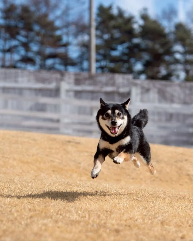 .
【ご宿泊わんちゃんのご紹介】

可愛いお友達のご紹介🐶
ありがとうございました♪
______________________________

📷🐶🐶🐶📷

ご宿泊中に撮影された愛犬のお写真/動画を随時募集！
ご共有をいただいたお写真は当アカウントでご紹介

DMなどでお気軽にご連絡ください✉️

📷🐶🐶🐶📷

アルマガーデンドッグスは八ヶ岳に佇む、
わんちゃんと過ごせるオーベルジュ

-日常を忘れて愛犬との贅沢な時間をお過ごしください-

🐕🍽️🏡 @arumagardendogs

＝＝＝＝＝＝＝＝＝＝＝＝＝＝＝＝

【ご予約はこちらから✍️】

💻▽オフィシャルサイト予約フォーム
プロフィールにリンクしているホームページからどうぞ🏷️

【お問い合わせなどはお気軽に🐕】

📞0551-45-7679

＝＝＝＝＝＝＝＝＝＝＝＝＝＝＝＝

ARUMA GARDEN DOGS
-アルマガーデンドッグス-

【住所】
📍山梨県北杜市大泉町西井出8240-6520

【電話番号】
📞0551-45-7679

______________________________

#アルマガーデンドッグス #ペットと泊まれる宿 #八ヶ岳 #オーベルジュ #専用ドッグラン