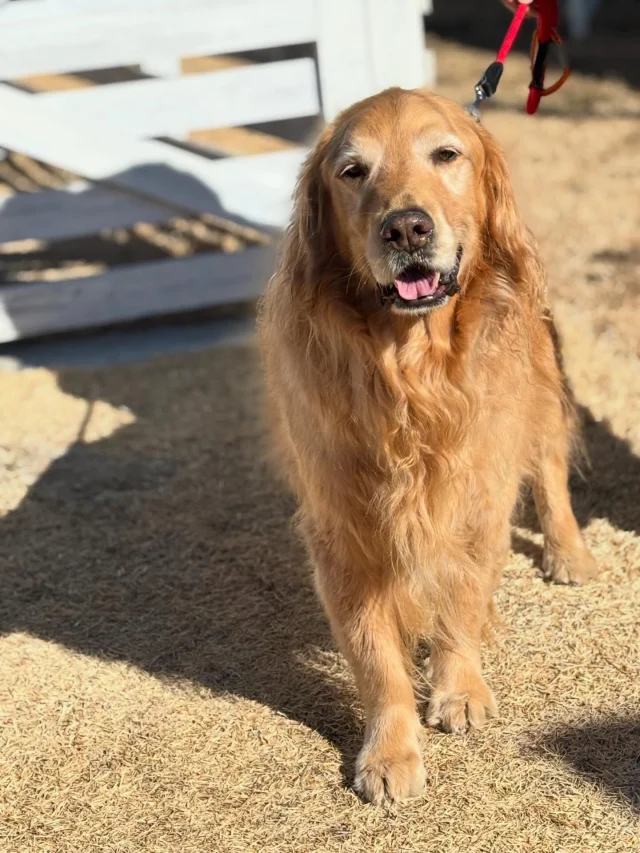 .
【ご宿泊わんちゃんのご紹介】

自由編集

🐶⚪︎⚪︎ちゃん/⚪︎⚪︎くん

🏷️@お写真くれたアカウント名（アカウント載せていいか要確認）

______________________________

📷🐶🐶🐶📷

ご宿泊中に撮影された愛犬のお写真/動画を随時募集！
ご共有をいただいたお写真は当アカウントでご紹介

DMなどでお気軽にご連絡ください✉️

📷🐶🐶🐶📷

アルマガーデンドッグスは八ヶ岳に佇む、
わんちゃんと過ごせるオーベルジュ

-日常を忘れて愛犬との贅沢な時間をお過ごしください-

🐕🍽️🏡 @arumagardendogs

＝＝＝＝＝＝＝＝＝＝＝＝＝＝＝＝

【ご予約はこちらから✍️】

💻▽オフィシャルサイト予約フォーム
プロフィールにリンクしているホームページからどうぞ🏷️

【お問い合わせなどはお気軽に🐕】

📞0551-45-7679

＝＝＝＝＝＝＝＝＝＝＝＝＝＝＝＝

ARUMA GARDEN DOGS
-アルマガーデンドッグス-

【住所】
📍山梨県北杜市大泉町西井出8240-6520

【電話番号】
📞0551-45-7679

______________________________

#アルマガーデンドッグス #ペットと泊まれる宿 #プライベートドッグラン #オーベルジュ #八ヶ岳