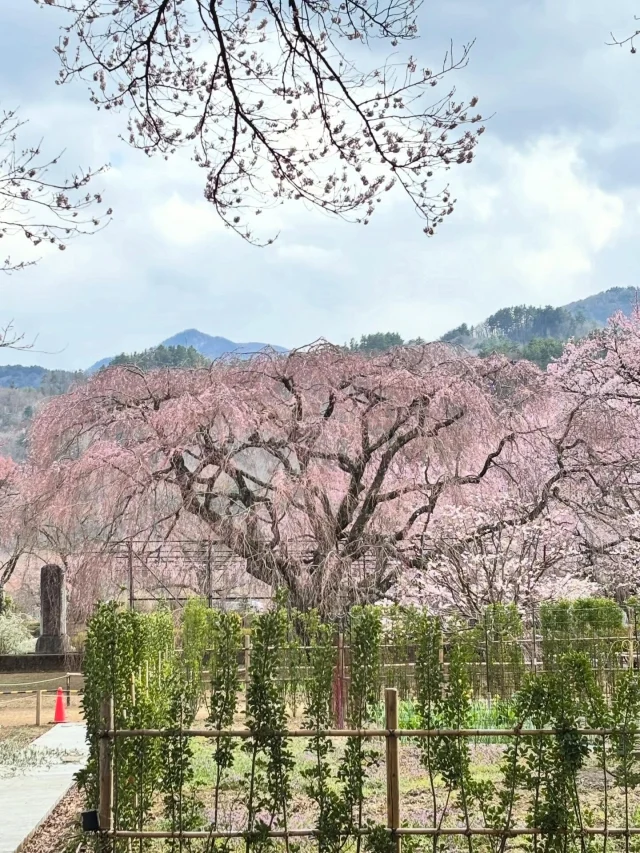 .
【神代桜】

北杜市の桜の名所🌸
神代桜はまだ3部咲程。
その周辺にも枝垂れ桜や早咲きの桜がとても綺麗でした✨

______________________________

LUXURY HOLIDAY
WITH DOGS

-愛犬と過ごす贅沢な休日-

🐕🐕🐕

アルマガーデンドッグスは
八ヶ岳にひっそりと佇む

コテージとログハウスの全2棟で、それぞれ1日1組限定

代官山、渋谷のレストランで修業したオーナーシェフがフレンチのコースをご提供
わんちゃんもご一緒に

-日常を忘れて愛犬との贅沢な時間をお過ごしください-

🐕🍽️🏡 @arumagardendogs

＝＝＝＝＝＝＝＝＝＝＝＝＝＝＝＝

【ご予約はこちらから✍️】

💻▽オフィシャルサイト予約フォーム
プロフィールにリンクしているホームページからどうぞ🏷️

【お問い合わせなどはお気軽に🐕】

📞0551-45-7679

＝＝＝＝＝＝＝＝＝＝＝＝＝＝＝＝

ARUMA GARDEN DOGS
-アルマガーデンドッグス-

【住所】
📍山梨県北杜市大泉町西井出8240-6520

【電話番号】
📞0551-45-7679

______________________________

#アルマガーデンドッグス #専用ドッグラン #愛犬と泊まれる宿 #八ヶ岳 #オーベルジュ